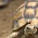 Tutto quello che devi sapere sulla cura di una tartaruga in casa Cosa fanno le tartarughe in casa?