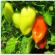 Peperoni sott'aceto o peperoni Qual è il nome dei peperoni rossi?