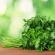 What properties of parsley for women do you know?