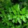 Parsley: medicinal properties and contraindications When and how much to eat parsley